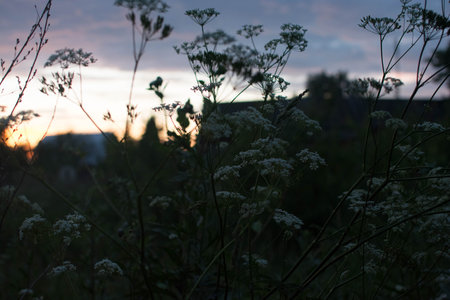 Silhouettes of wildflowers against the background of the setting sun