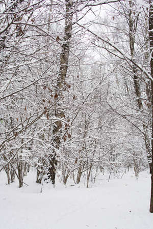 Winter landscape with trees covered with snow in the forest. Winter backgroundの写真素材