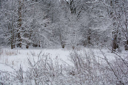 Winter forest covered with snow. Beautiful winter landscape in the forest.の写真素材