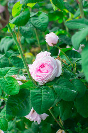 Beautiful pink rose in the garden on a sunny summer day.の写真素材