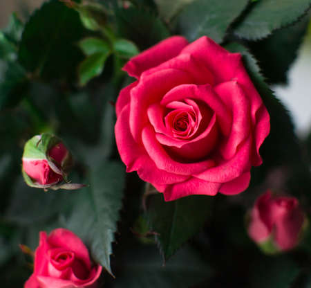 Beautiful red rose with green leaves on a dark background. Close-up.の写真素材