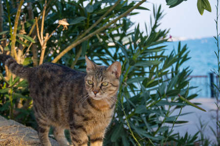 tabby cat in the garden on the shore of the Mediterranean Seaの写真素材