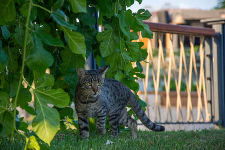 tabby cat in the garden near the fence with green leaves.の写真素材