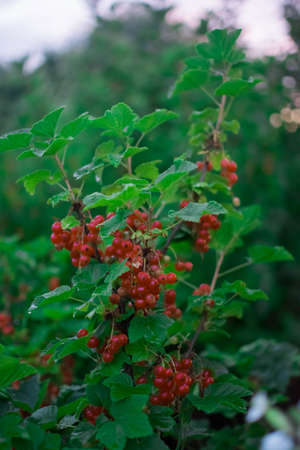 Red currant berries on a branch with green leaves in the gardenの写真素材