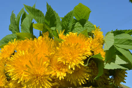 Yellow dandelions in a bouquet on a background of blue skyの写真素材