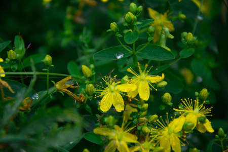 Yellow flowers of St. John's wort (Hypericum perforatum)の写真素材