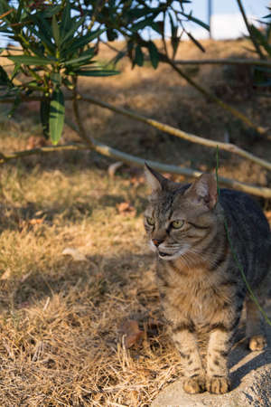 Portrait of a tabby cat sitting on the ground in the gardenの写真素材
