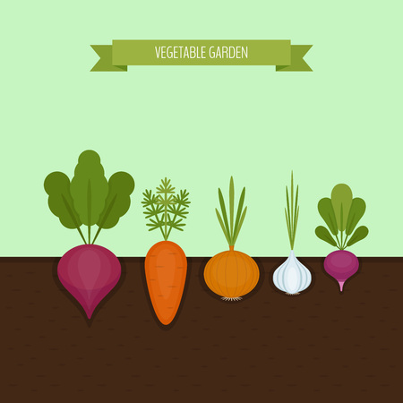 Vegetable garden banner. Organic and healthy food. Poster with root veggies. Flat style, vector illustration.のイラスト素材