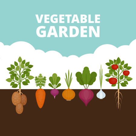 Vegetable garden banner. Organic and healthy food. Poster with root veggies. Flat style, vector illustration.のイラスト素材
