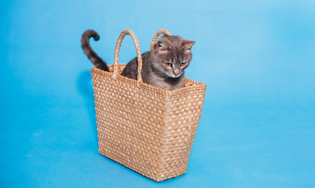 Fluffy gray cat peeks out of the basket. Gray cat on a blue background. Animal Welfare Day. Place for text. Bannerの写真素材