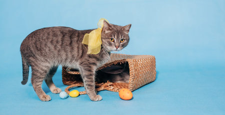 Beautiful gray fluffy cat with a yellow bow around his neck on blue