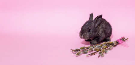 Cute little fluffy bunny sits near willow branches. Black rabbit on a pink background. The concept of the holiday is Easter. Christ is resurrected. Banner. Place for text.の写真素材