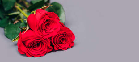 Three beautiful red roses close up lie on a gray background. The concept of the holiday - Valentine's Day, February 14, March 8, Mother's Day, International Women's Day. Banner. A place for textの写真素材