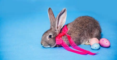 A fluffy cute gray rabbit is sitting on a blue background, and next to it are three Easter eggs. Place for text. Banner Holiday Concept - Easter. Easter Bunny. Close-up.の写真素材