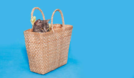 A beautiful fluffy gray cat looks out of the basket. Gray cat on a blue background. Animal Protection Day. Place for text. Banner. greeting card.の写真素材