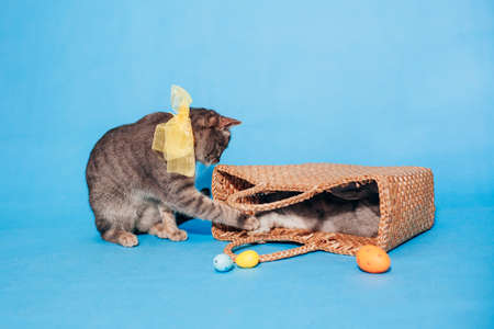 A cute fluffy gray cat with a yellow bow on his neck sits near the basket on a blue background and touches the basket with his paw. Banner. Place for text. Animal Protection Day. Veterinary.の写真素材