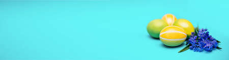 Happy easter. Four yellow and green eggs lie next to blue flowers on a blue background. Place for text. Banner. Easter card. Easter background. Christ is risen. Close-up.の写真素材