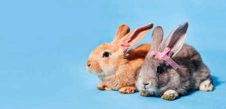 On a blue background sits one red and one gray cute fluffy bunny with bows on the ears. Minimalism, close-up, postcard, banner. Christ is risen. Easter holiday concept. Christ is risenの写真素材