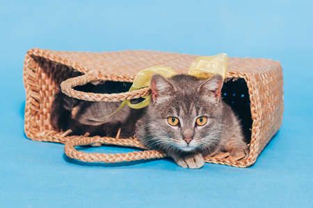 A cute fluffy gray cat with a yellow bow around his neck lies in a basket on a blue background and looks into the camera. Close up. A place for text. Animal Welfare Day. Veterinary. Greeten postcardの写真素材