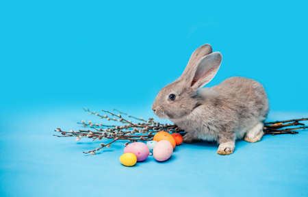 Gray fluffy Easter bunny sits on a blue background and near it lie Easter multi-colored eggs in a point and branches of willow. The concept of holiday - Easter, Christ is resurrected. Place for textの写真素材