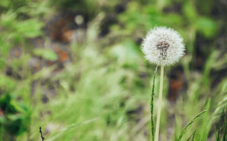 White fluffy dandelion in the woods among the green grass. Land Protection Day, Easter, Spring. Banner. A place for text. Close upの写真素材