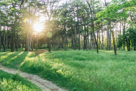 Beautiful atmospheric green pine forest at sunset. Landscape. Spring. Summer. A place for text. Green juicy grass. The rays of the sun. Sunny glare among the treesの写真素材