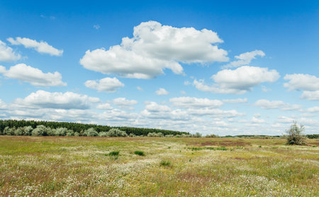 Green daisy field under a blue sky. Fluffy white clouds float over the field and forest. Spring beautiful landscape. Wildlife. Card. A place for textの写真素材