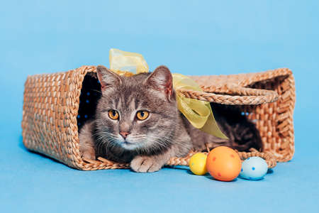 A beautiful fluffy gray cat with a yellow bow on his neck sits in a basket on a blue background, and next to it are three multi-colored Easter eggs. Place for text. Banner. Holiday Concept - Easterの写真素材