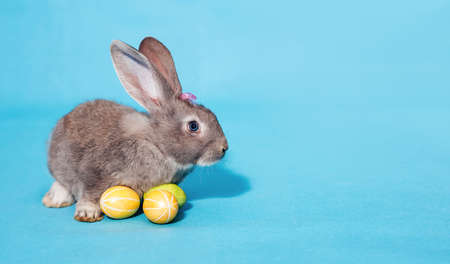 Gray fluffy Easter bunny on a blue background. Three colorful Easter eggs lie near the rabbit. A place for text. Banner. Close-upの写真素材