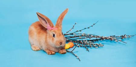 A ginger fluffy Easter bunny sits on a blue background and near it lie Easter multi-colored eggs and branches of willow. The concept of holiday - Easter, Christ is resurrected. Place for text. Banner.の写真素材