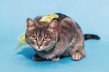 A beautiful fluffy gray cat with a bow on his neck sits on a blue background and looks at the camera. Lovely pet. Animal Protection Day. Banner. Greeting card. Place for textの写真素材