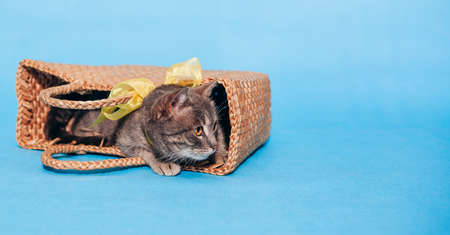 Cute fluffy gray cat with a yellow bow around his neck lies in a basket on a blue background and do not looks into the camera. Banner. Place for text. Animal Welfare Day. Veterinary. Greeten postcardの写真素材
