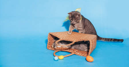 A cute fluffy gray cat with a yellow bow on his neck sits near the basket on a blue background and touches the basket with his paw. Banner. Place for text. Animal Protection Day. Veterinary.の写真素材