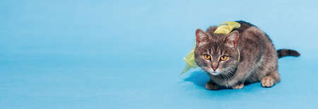 A beautiful fluffy gray cat with a bow on his neck sits on a blue background and looks at the camera. Lovely pet. Animal Protection Day. Banner. Greeting card. Place for textの写真素材