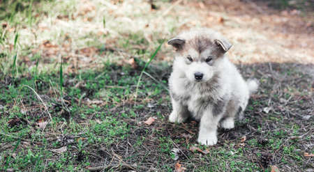 A cute fluffy Alpine Malamute puppy sits in a forest glade and looks at the camera. Beautiful card. Food packaging. Close-up. Veterinary. Calendar.の写真素材