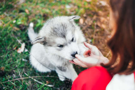 Fluffy gray malamute puppy snout in the hand of the girl of the hostess. It's a beautiful postcard. Animal Welfare Day. The relationship between humans and animals. Close-up. Veterinary. Top view.の写真素材