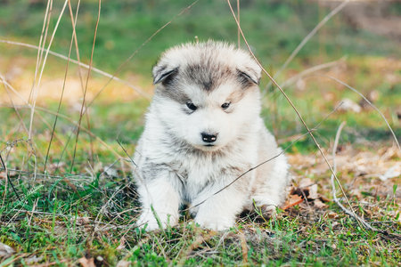 A cute fluffy Alpine Malamute puppy sits in a forest glade and looks at the camera. Beautiful card. Food packaging. Close-up. Veterinary. The calendar. Animal Welfare Day.の写真素材
