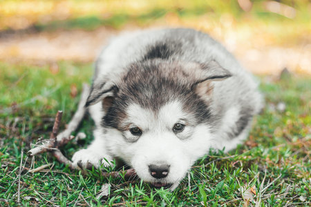A cute fluffy Alpine Malamute puppy lies on the grass, gnaws a stick and looks at the camera....