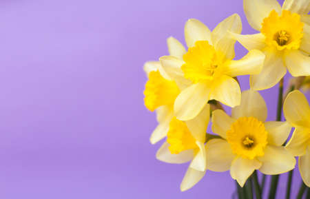 Yellow narcisses on a purple background close-up. Beautiful bright flowers. Concept of holiday - March 8, Valentine's Day, Mother's Day, International Women's Day. A place for text. Bannerの写真素材