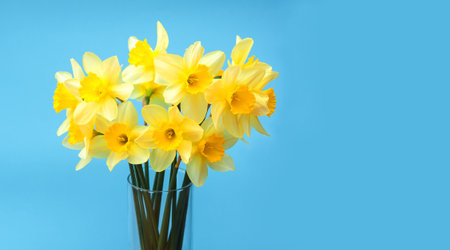 A bouquet of beautiful yellow narcisses stands in a vase on a blue background. Spring flowers close-up. The concept is International Women's Day, March 8, Valentine's Day, Mother's Day, Easterの写真素材