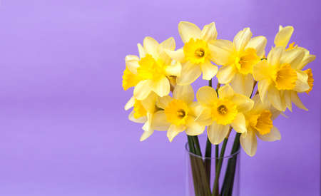 Yellow narcisses on a purple background close-up. beautiful bright flowers. Concept of holiday - March 8, Valentine's Day, Mother's Day, International Women's Day. Place for text. Banner. trend colorの写真素材