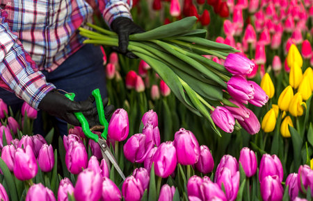 A woman florist works with tulips in a flower garden. Woman cuts pink tulips with garden shears. International Women's Day. Mother's Day. March 8. Gardener's Day. Close-up of a bouquet of pink tulips.の写真素材