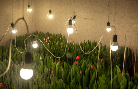 Different varieties of tulips bloom in a small greenhouseの写真素材