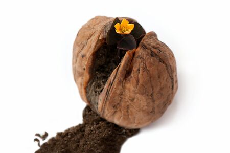 Walnut shell broken by yellow flower, top view  Beauty win concept の写真素材