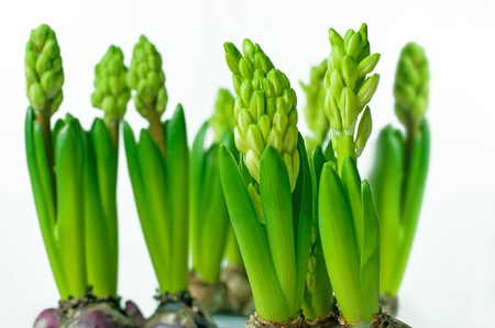 Green hyacinth buds on white backgroundの写真素材