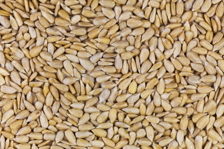 Macro view of sunflower seedsの写真素材