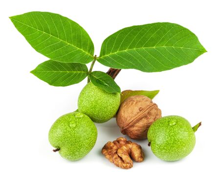 The fruit of green and mature walnut isolated on white backgroundの写真素材