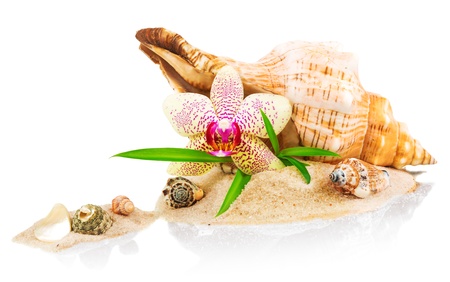 Spa concept with seashell and orchid isolated on white backgroundの写真素材