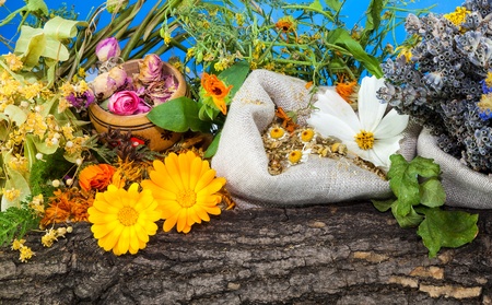 Composition from herbs with barkの写真素材