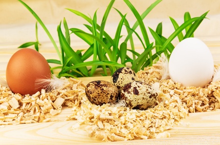 Three nests with fresh eggs and grassの写真素材